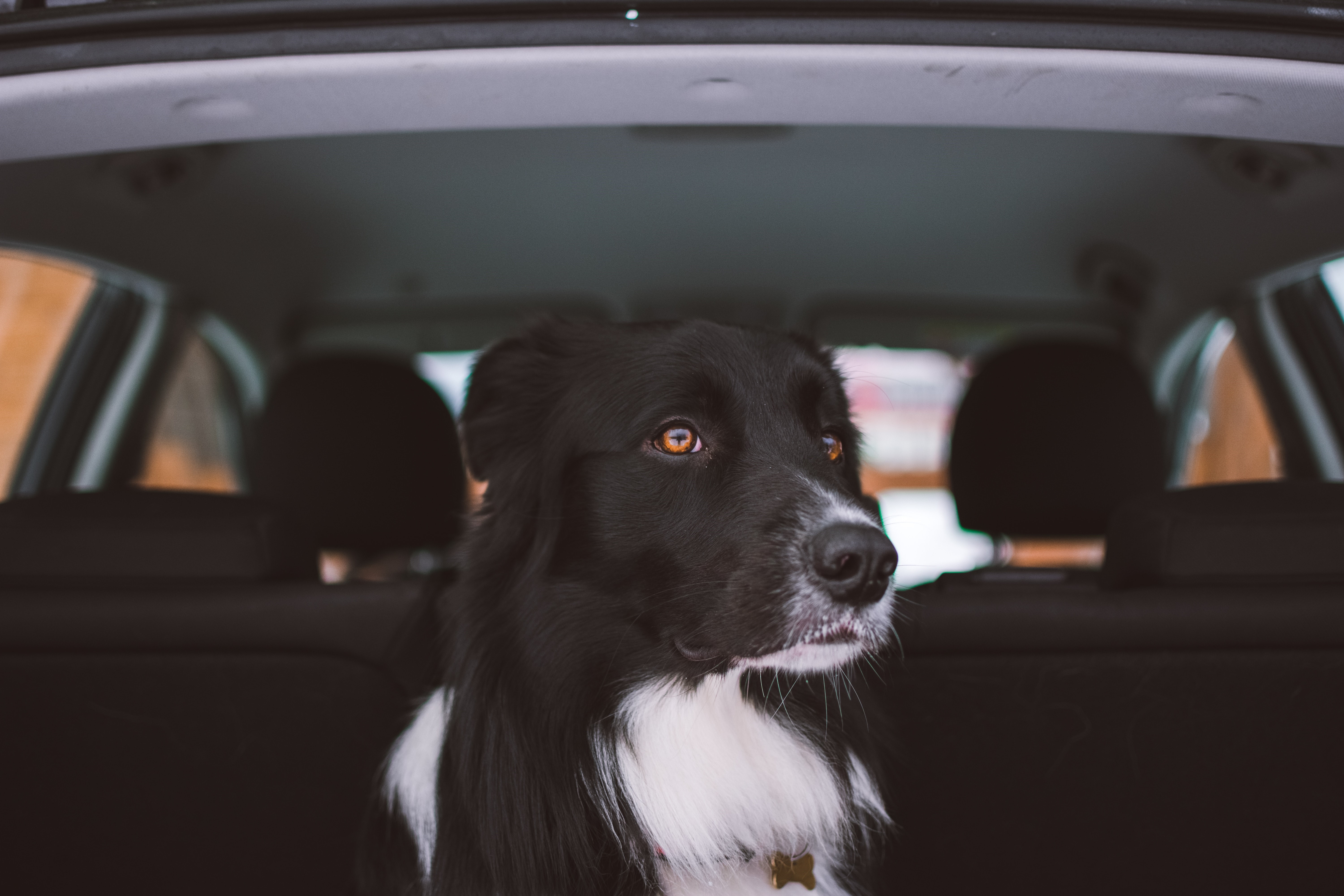 How to Protect Your Car's Interior from Pets